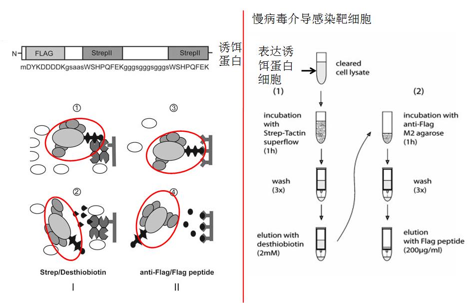 串联亲和纯化（TAP-MS）