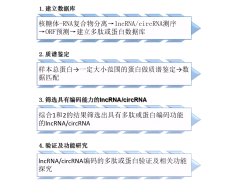 编码多肽或蛋白的lncRNA和circRNA