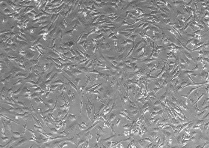 小鼠胚胎成纤维细胞--CD1小鼠丝裂霉素C处理