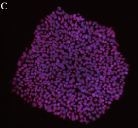 多功能干细胞（iPSCs）制备