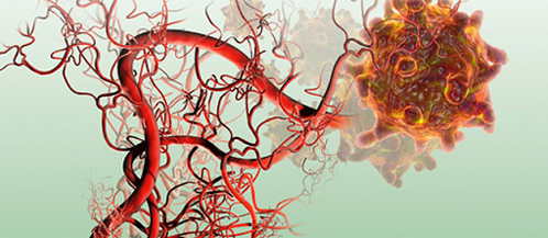 血管生成(Angiogenesis)功能学实验
