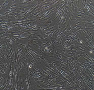 MRC-5 人胚肺成纤维细胞