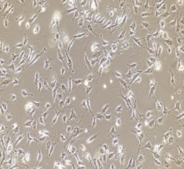 EA.hy926 人脐静脉细胞融合细胞